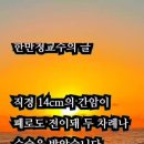 제15회 새마을의 날 기념행사 Daum카페