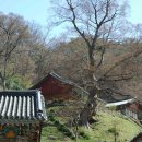 정곡사 Daum카페