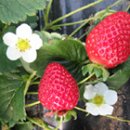 엔도르핀농장 이미지