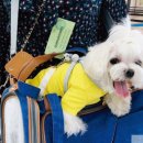 데려가개 이미지