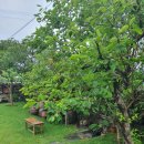 한담 낭뜰 | 애월독채펜션 한담 낭뜰 제주를 온전히 느낄 수 있는 감성 독채펜션 최고!