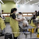 바닐라애견미용학원