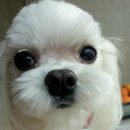 별이&체리 이미지