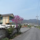 덕치보건진료소 Daum카페