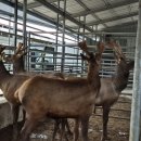 호동이농장 이미지