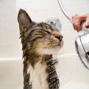 목욕하는 고양이 이미지