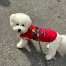 아이러브도그 이미지