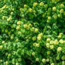 이팝나무길 이미지