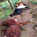 원문농장 이미지