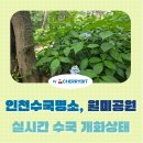 월미농장 | [인천 수국 명소] 월미공원&amp;월미산 수국 실시간 개화현황(2025.07.13)