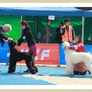 카사노바 에리켄넬 이미지