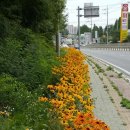 온양4동 온천대로 이미지