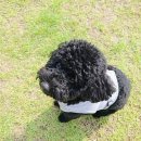 레스트펫 이미지