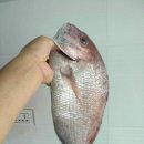 석도진 이미지