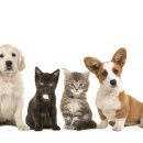 25시동물의료센터 이미지