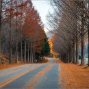 부귀 메타세쿼이아길 이미지