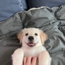 율무네애견 이미지