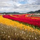 철원 고석정 꽃밭 이미지