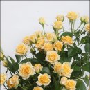 장미수산 이미지