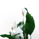 정주화원 이미지