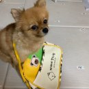 제제네 멍치원 이미지