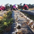 꾸지뽕 슈퍼왕대추 블랙커런트 아로니아 판매 이미지