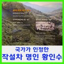 신라종합식품 | 국가가 인정한 작설차 명인 황인수