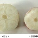 충북농업기술원 마늘연구소 이미지