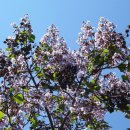 오동나무 이미지