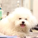 보라애견 이미지