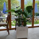 천송이플라워 이미지