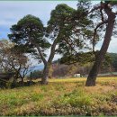 어단1리 이미지