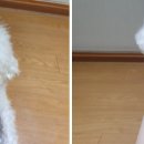 노크노크 강아지미용실 이미지