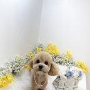 하리몽 이미지