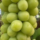 민주농장 이미지