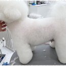 우아댕댕 네이버블로그