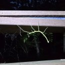 수지생태공원 이미지