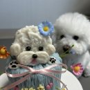 댕수무강 이미지