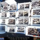 한하레저낚시;한하3호 | [바다낚시/선상낚시/한하레저/한하호/우럭낚시/신진도/침선] 한하3호 2015/09/22 ☞ 전원 쿨러 대박 조황
