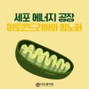 미토셀의원 이미지