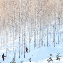 원대리 자작나무숲 이미지