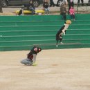 동산애견 이미지