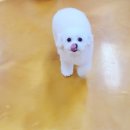 엔조이펫 이미지