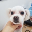 더 편하개 이미지