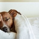 올림픽동물의료센터 이미지