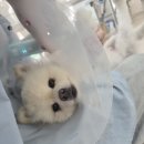 윤애견미용 | 부산 애견미용 자격증 실견수업 후기 부산애견미용학원 후기