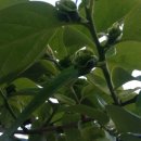 성골 농원 이미지