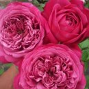 Hector赫克托shrub roses 이미지