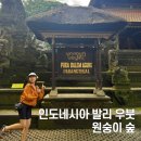 온순한 | [인도네시아/발리] 우붓 원숭이 숲 입장료 및 후기, 온순한 원숭이를 가까이서 보고 싶다면!