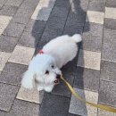 현봉빌딩 | 노숙견 애견미용 비포&amp;에프터 (ft. 룽지의 봄 산책) 내돈내산 오산애견미용•동탄동물병원 솔직후기